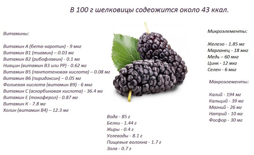 Шелковица - что это за ягода, вкус, полезные свойства