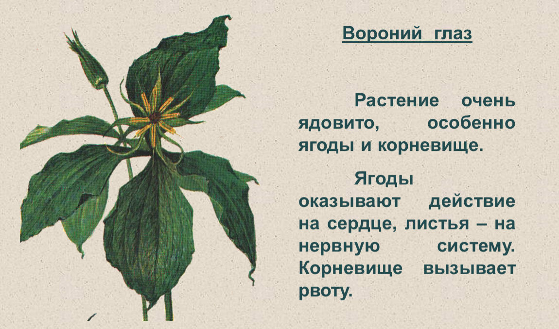 Вороний глаз: описание, применение, отравление, первая помощь, фото