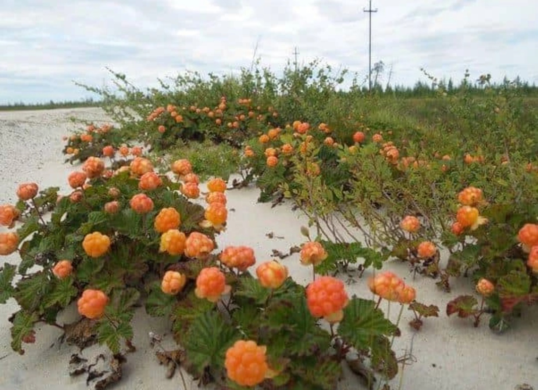 Ягода Морошка — где растёт и чем полезна царица севера