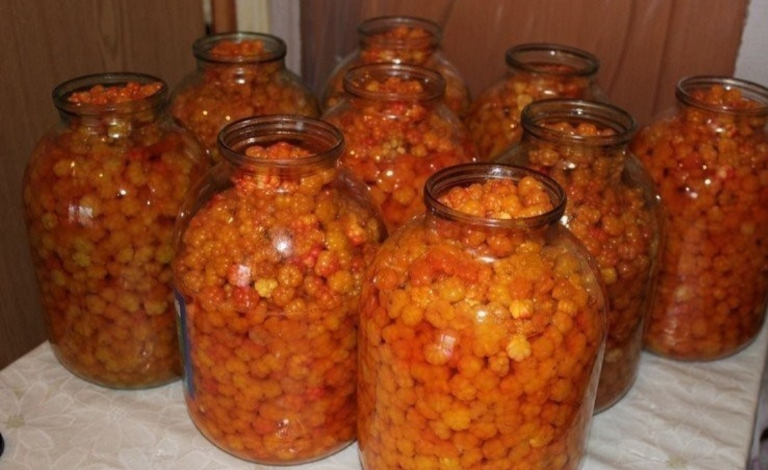 Ягода Морошка — где растёт и чем полезна царица севера