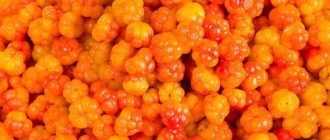 Ягода Морошка — где растёт и чем полезна царица севера