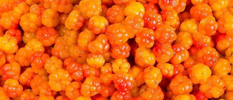 Ягода Морошка — где растёт и чем полезна царица севера