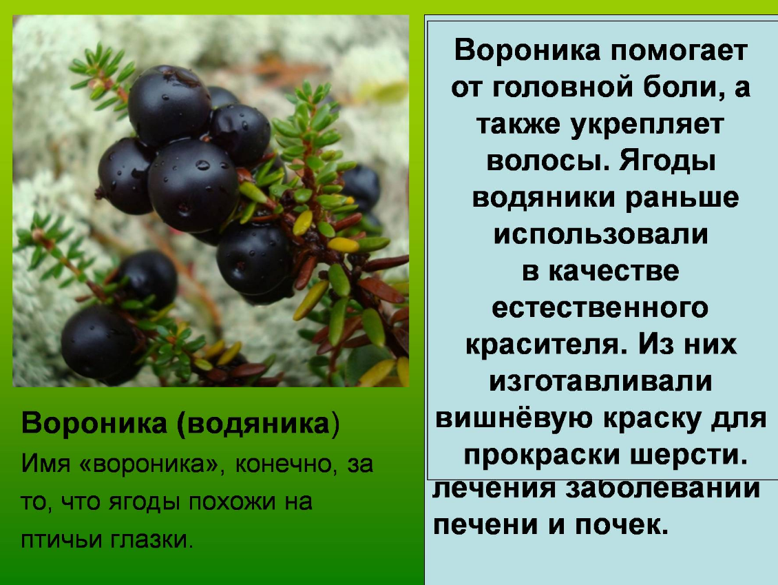 Шикша — лечебные свойства и противопоказания