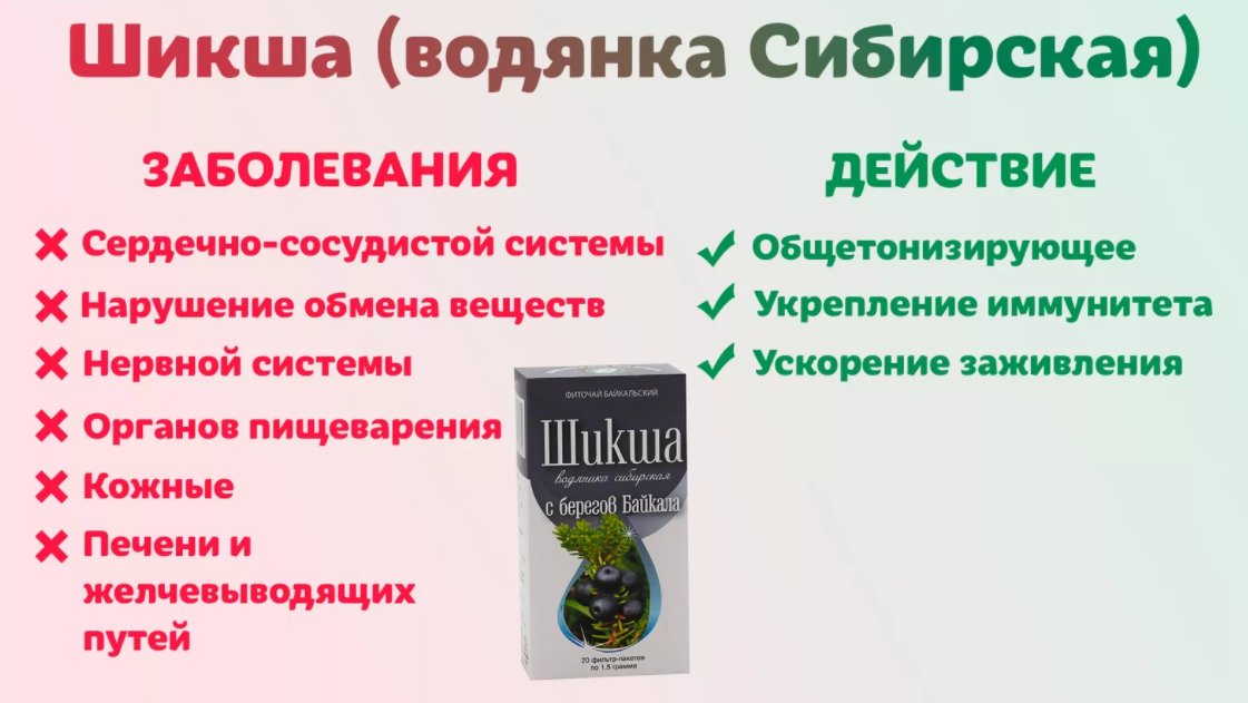 Шикша — лечебные свойства и противопоказания