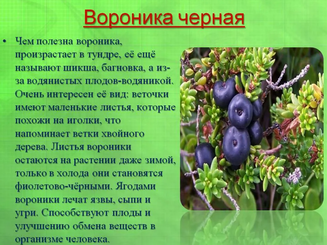 Шикша — лечебные свойства и противопоказания