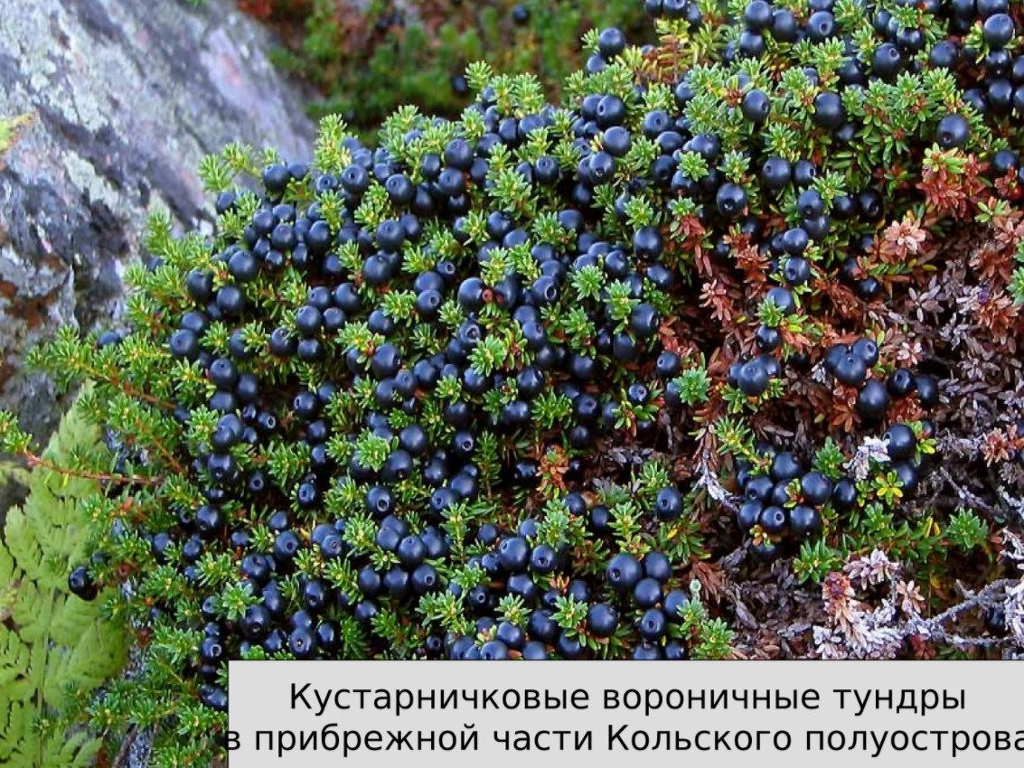 Шикша — лечебные свойства и противопоказания
