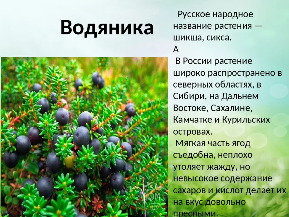 Шикша — лечебные свойства и противопоказания