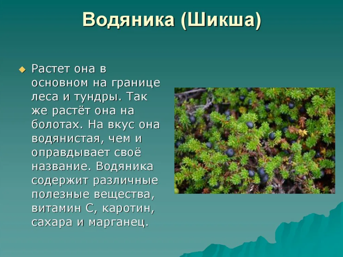 Шикша — лечебные свойства и противопоказания