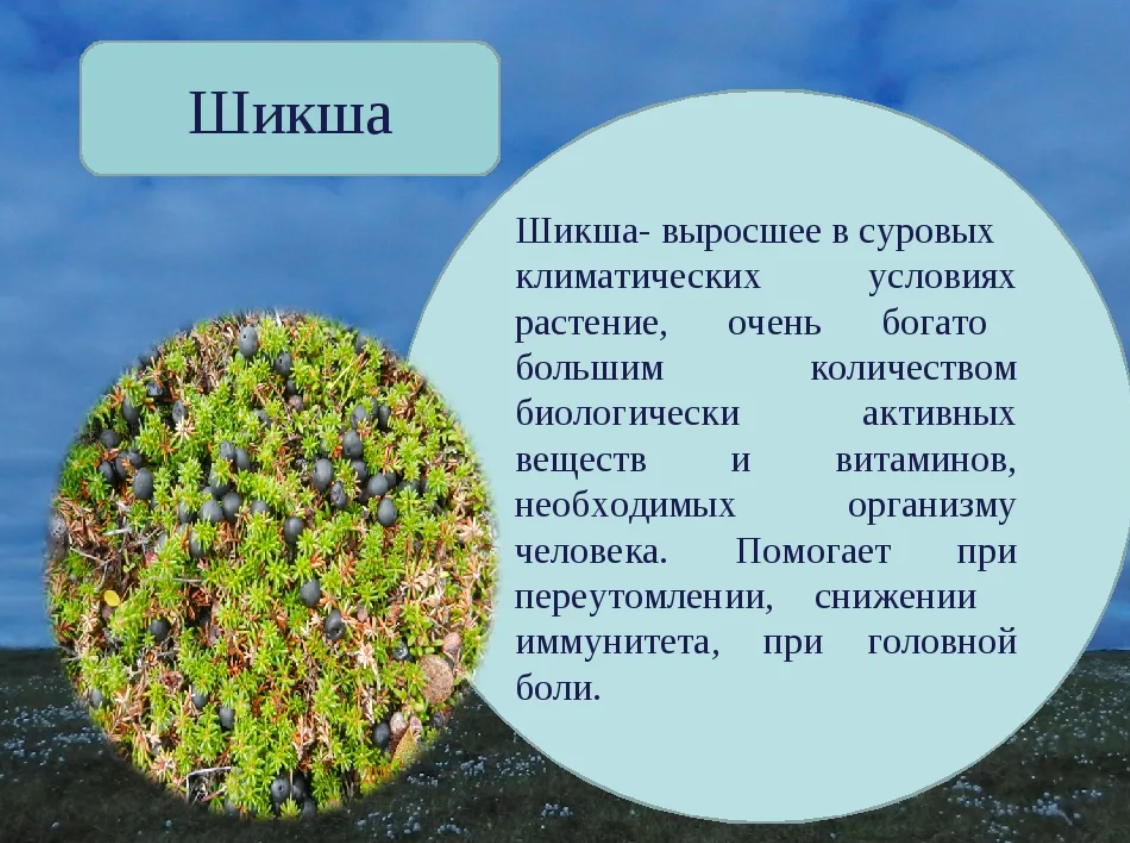 Шикша — лечебные свойства и противопоказания
