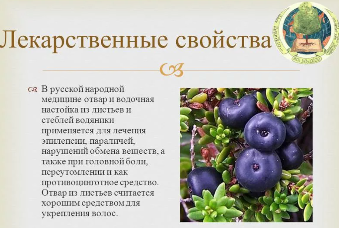 Шикша — лечебные свойства и противопоказания