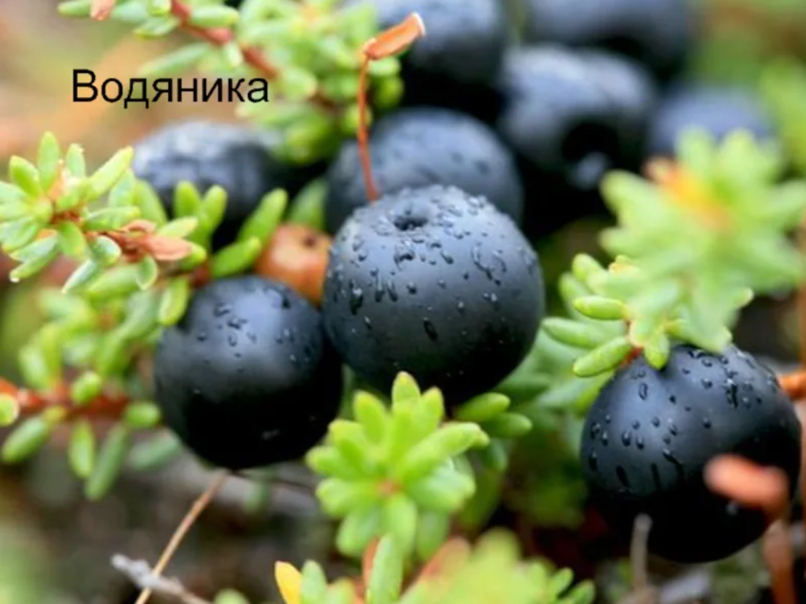 Шикша — лечебные свойства и противопоказания