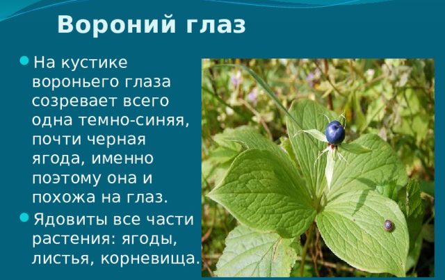 Вороний глаз: описание, применение, отравление, первая помощь, фото