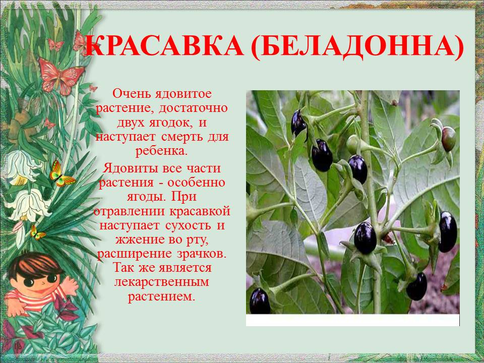 Белладонна — опасное лекарство от боли: лечебные свойства