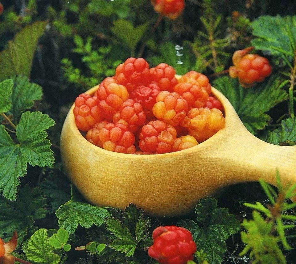 Ягода Морошка — где растёт и чем полезна царица севера