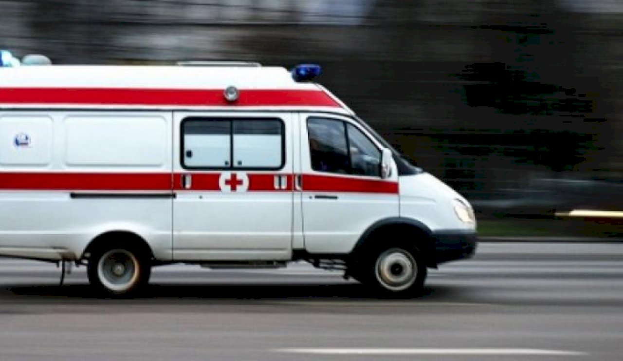Волчья ягода: фото, свойства и описание ядовитых растений