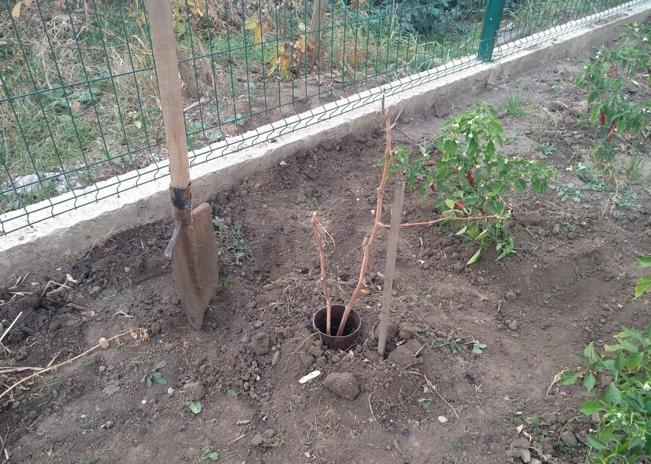 Можно ли есть девичий виноград, ядовиты ли его плоды