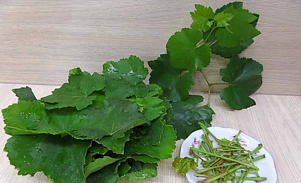 Можно ли есть девичий виноград, ядовиты ли его плоды
