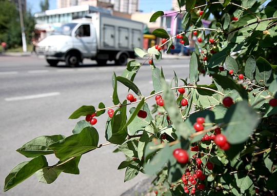 Волчья ягода: фото, свойства и описание ядовитых растений