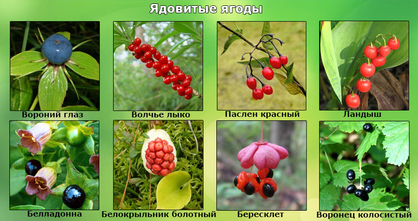 Волчья ягода: фото, свойства и описание ядовитых растений