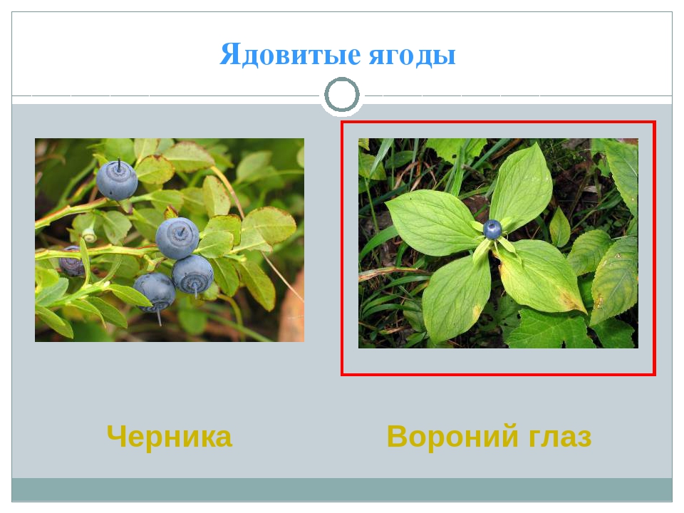 Волчья ягода: фото, свойства и описание ядовитых растений