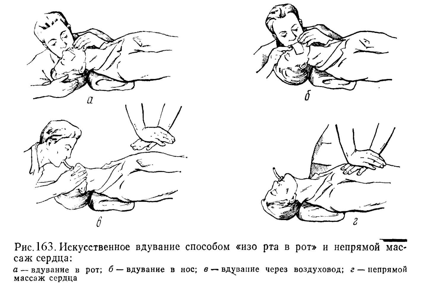 Волчья ягода: фото, свойства и описание ядовитых растений