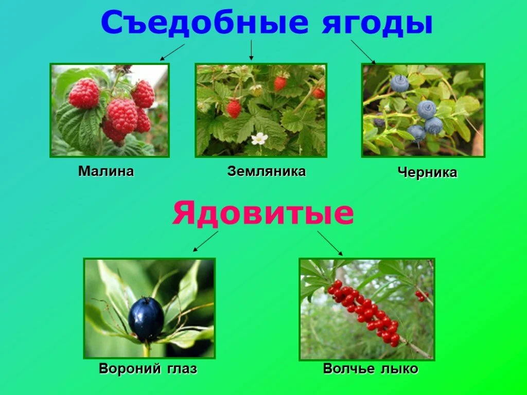 Волчья ягода: фото, свойства и описание ядовитых растений