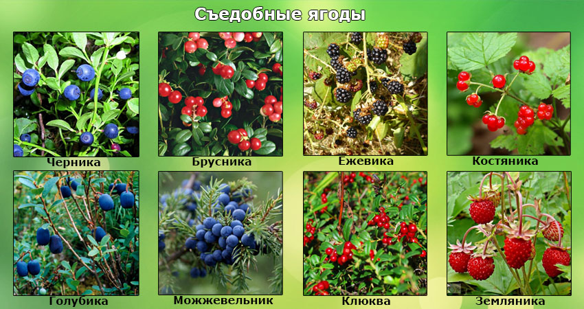 Волчья ягода: фото, свойства и описание ядовитых растений